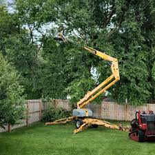 How Our Tree Care Process Works  in  Hamilton, TX