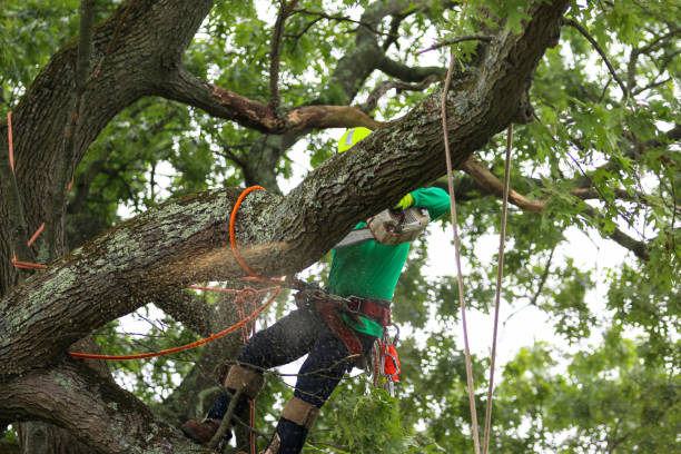 Tree and Shrub Care in Hamilton, TX