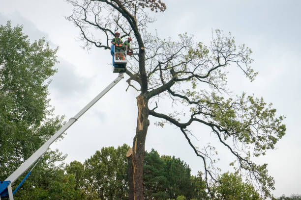 Landscape Design and Installation in Hamilton, TX