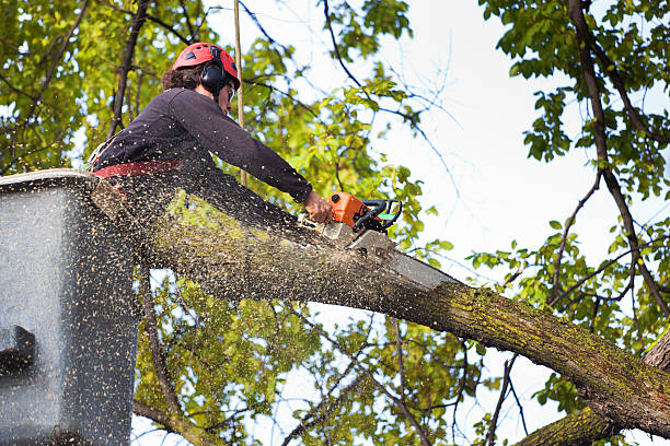 Best Hedge Trimming  in Hamilton, TX