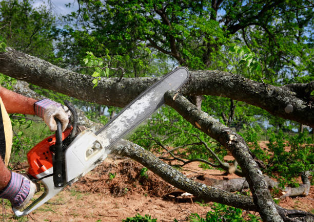 Best Weed Control  in Hamilton, TX